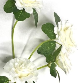 White Ranunculus Spray 71cm