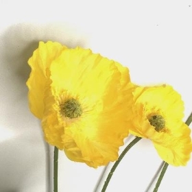 Yellow Poppy Spray 57cm