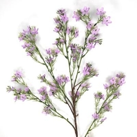 Lilac Waxflower Spray 86cm
