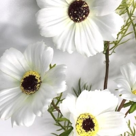 White Cosmos Spray 71cm