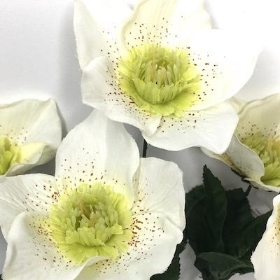 Ivory Hellebore Bush 30cm