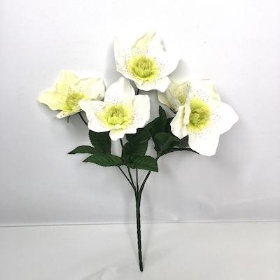 Ivory Hellebore Bush 30cm