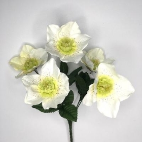 Ivory Hellebore Bush 30cm