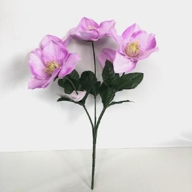 Lilac Hellebore Bush 30cm