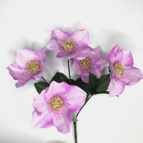 Lilac Hellebore Bush 30cm