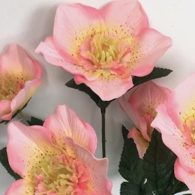 Pink Hellebore Bush 30cm