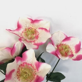 Pink Ivory Hellebore Bush 30cm