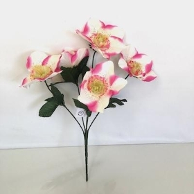 Pink Ivory Hellebore Bush 30cm