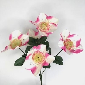 Pink Ivory Hellebore Bush 30cm