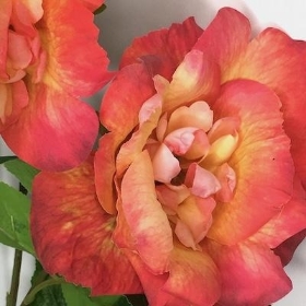 Coral Garden Rose 73cm