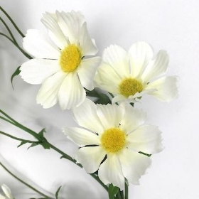 Ivory Wild Cosmos 75cm