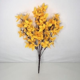 Orange Forsythia Bush 48cm