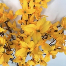 Orange Forsythia Bush 48cm