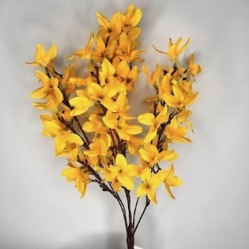 Orange Forsythia Bush 48cm