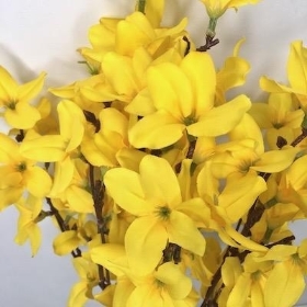 Yellow Forsythia Bush 48cm