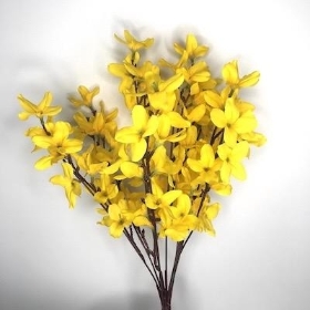 Yellow Forsythia Bush 48cm