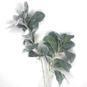 Green Lambs Ear 70cm
