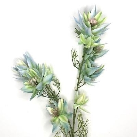 Light Blue Leucadendron 66cm