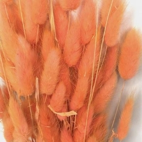 Dried Pale Peach Bunny Tails 55cm