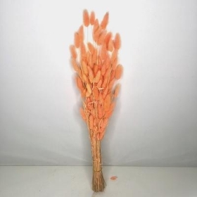 Dried Pale Peach Bunny Tails 55cm