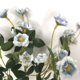 Pale Blue Buttercup Bush 36cm