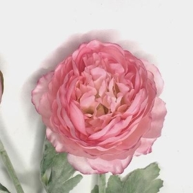 Pink Ranunculus Spray 49cm