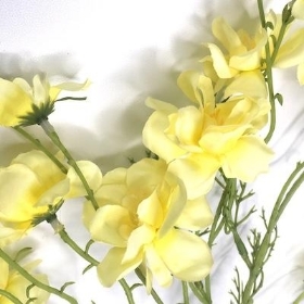 Pale Yellow Double Cosmos 71cm