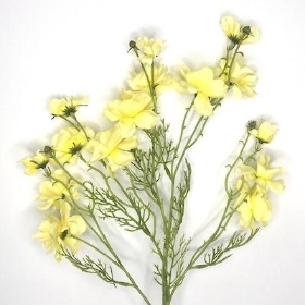 Pale Yellow Double Cosmos 71cm