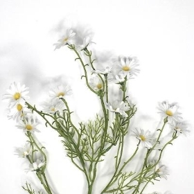 White Aster Daisy Spray 75cm