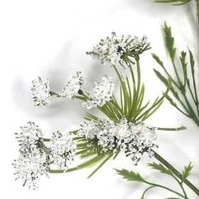 White Cow Parsley 72cm