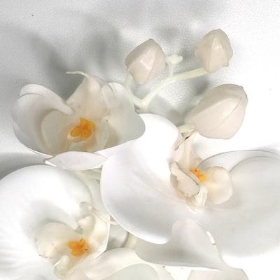 White Phalaenopsis Orchid 74cm