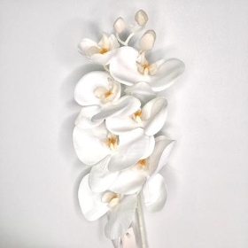 White Phalaenopsis Orchid 74cm