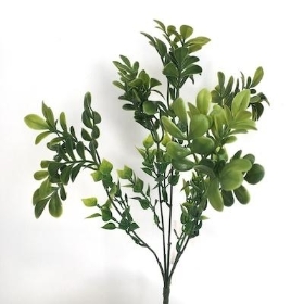 Green Ruta Bush 32cm