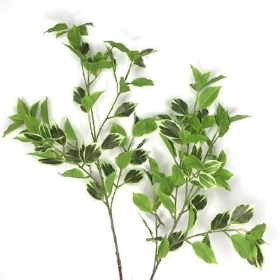 Variegated Ficus Spray 96cm