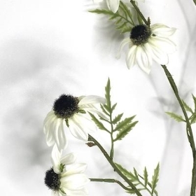 White Black Eyed Susan 108cm