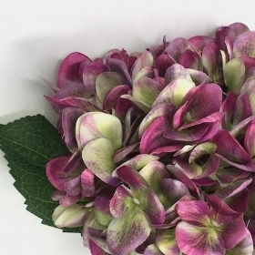 Plum Green Hydrangea 63cm