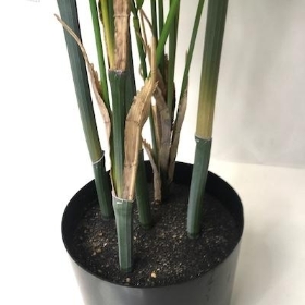 Areca Palm 110cm