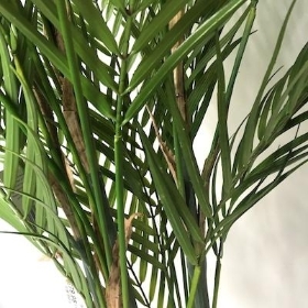 Areca Palm 110cm