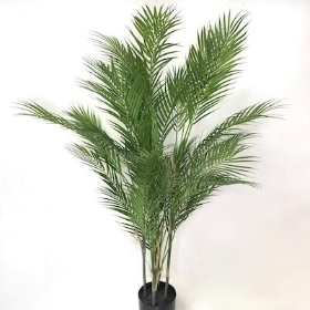 Areca Palm 110cm
