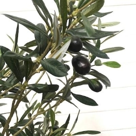 Olive Tree 150cm
