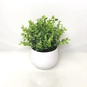 Green Frosted Eucalyptus Planter 16cm