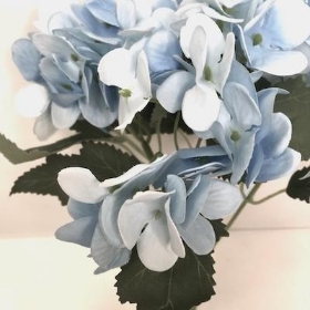 Blue Hydrangea Bush 24cm