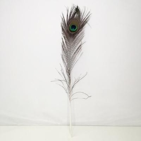 Naturl Peacock Feather 64cm