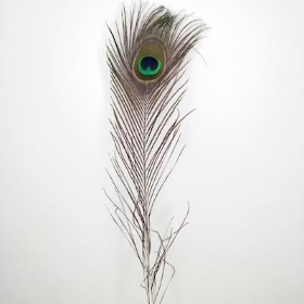 Naturl Peacock Feather 64cm