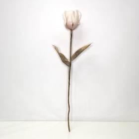 Ivory Oyster Tulip 70cm