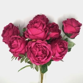 Cerise Peony Rose Bush 50cm