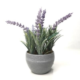 Lavender in Grey Pot 20cm