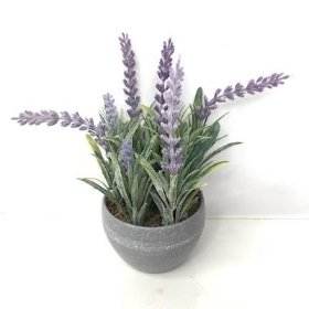 Lavender in Grey Pot 20cm