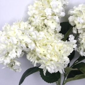 Cream Fluffy Hydrangea 50cm