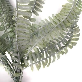 Green Dusted Royal Fern Bush 43cm